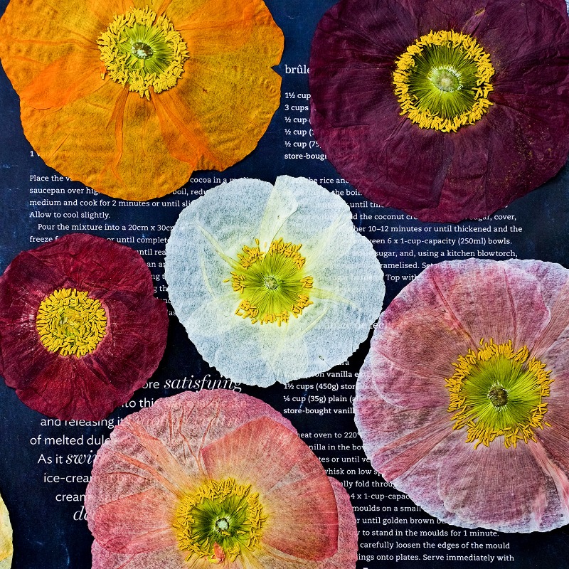 Art And Craft Photos - قطعة واحدة، زهور الخشخاش الطبيعية المجففة