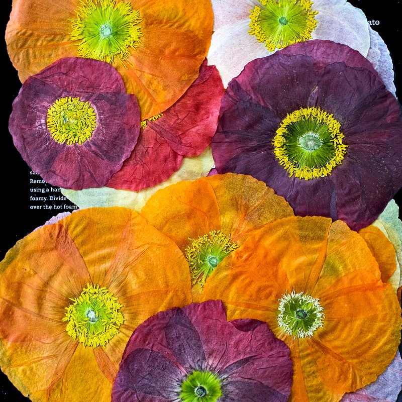قطعة واحدة، زهور الخشخاش الطبي - مراجعة Art And Craft Photos وسعره